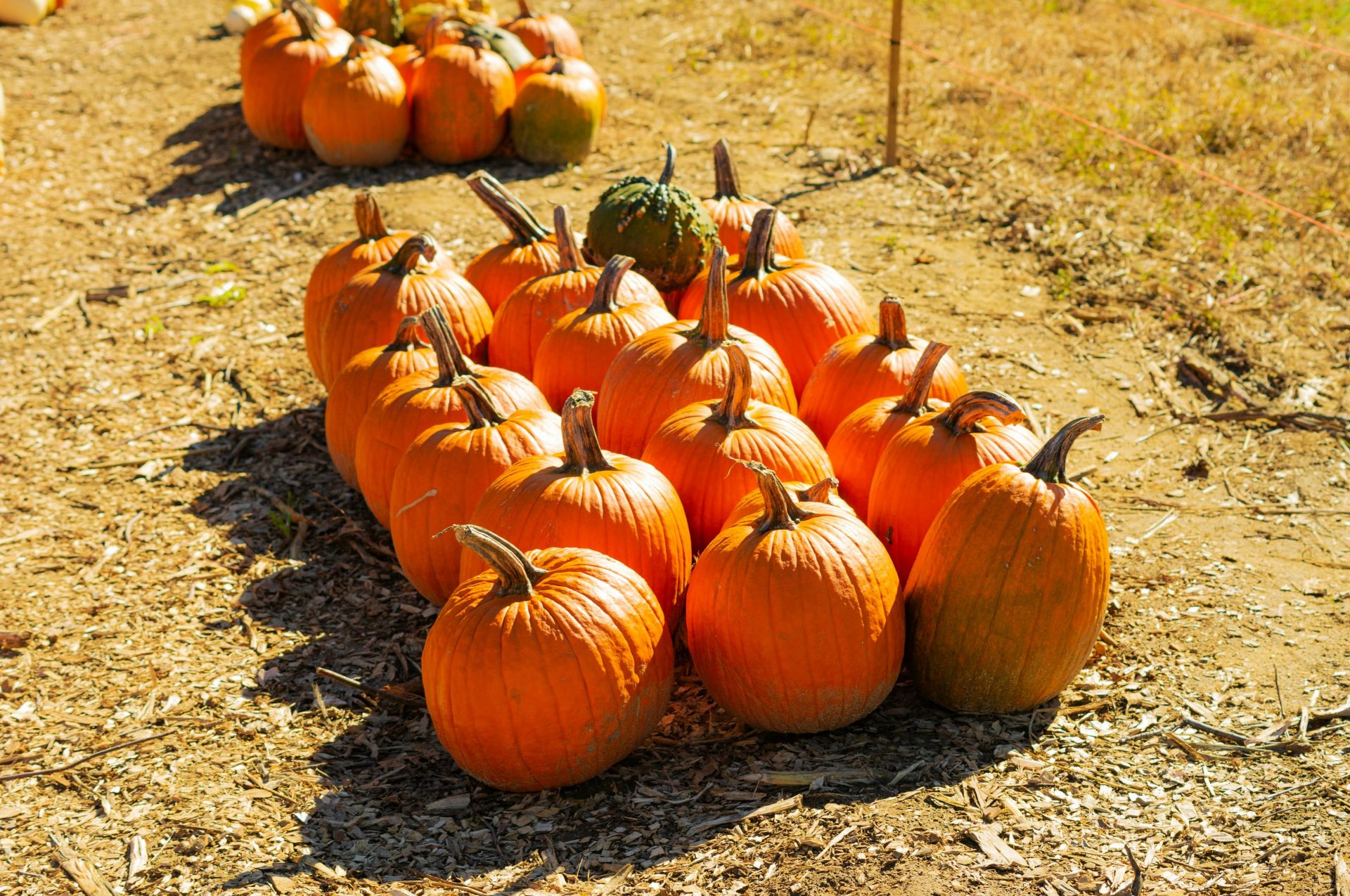 The Best Pumpkin Patches Near Providence, RI